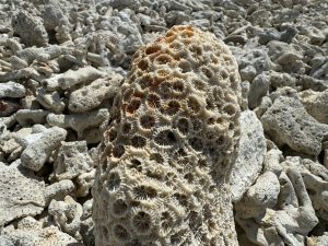 Ancient Fossil Solves 160-Million-Year Mystery