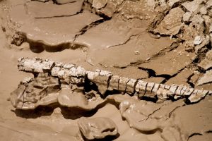 Ancient Fossil Reveals Origins of Land Breathing