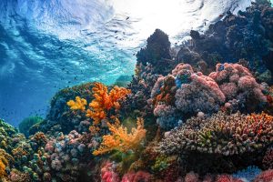 Coral Reefs Defy Heatwave in Rare Survival Win