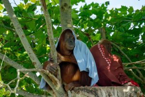 Orangutan Bridges the Gap in Fragmented Forest