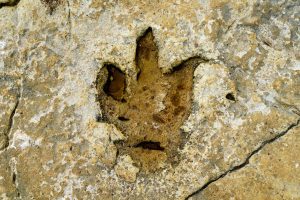 New Titan Discovery Shakes Up Dinosaur History